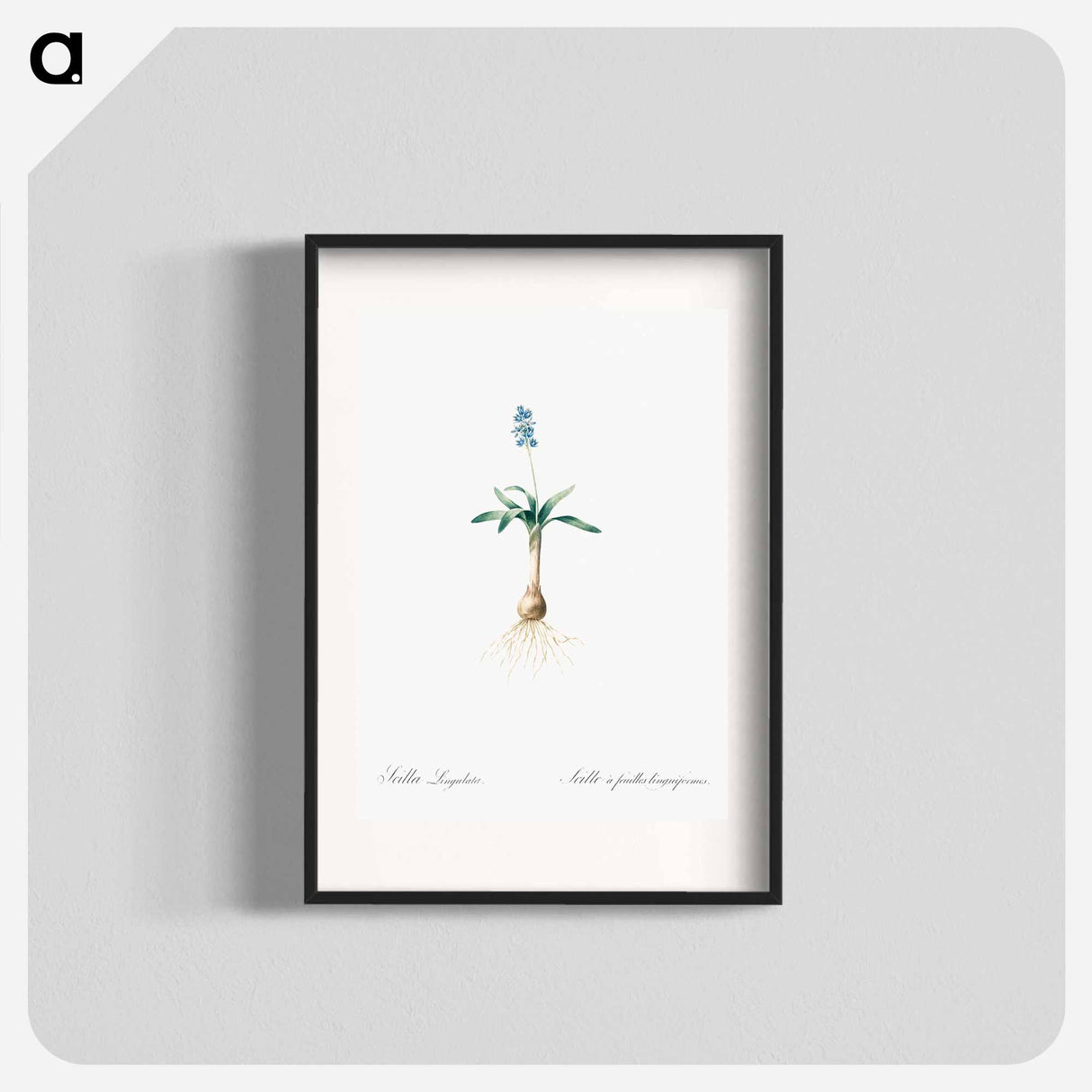 Scilla lingulata illustration from Les liliacées - Pierre-Joseph Redouté Poster.