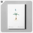 アートパネル-Scilla lingulata illustration from Les liliacées - ピエール ジョゼフ ルドゥーテ Canvas.