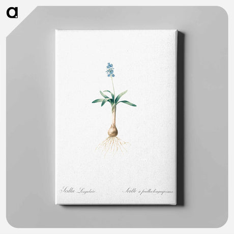 アートパネル-Scilla lingulata illustration from Les liliacées - ピエール ジョゼフ ルドゥーテ Canvas.