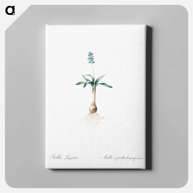 アートパネル-Scilla lingulata illustration from Les liliacées - ピエール ジョゼフ ルドゥーテ Canvas.