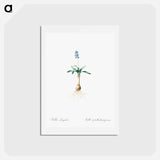 アートポストカード-Scilla lingulata illustration from Les liliacées - ピエール ジョゼフ ルドゥーテ Postcard.