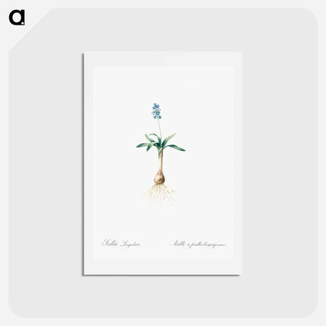アートポストカード-Scilla lingulata illustration from Les liliacées - ピエール ジョゼフ ルドゥーテ Postcard.