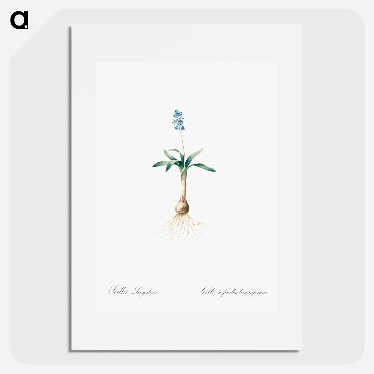 Scilla lingulata illustration from Les liliacées - Pierre-Joseph Redouté Poster.