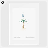 Scilla lingulata illustration from Les liliacées - Pierre-Joseph Redouté Poster.