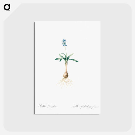 アートポストカード-Scilla lingulata illustration from Les liliacées - ピエール ジョゼフ ルドゥーテ Postcard.