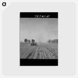 アートポストカード-Planting Peanuts
 - ラッセル リー Postcard.