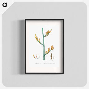 アートポスター-New Zealand flax illustration - ピエール ジョゼフ ルドゥーテ Poster.