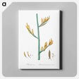 アートパネル-New Zealand flax illustration - ピエール ジョゼフ ルドゥーテ Canvas.
