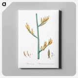 アートパネル-New Zealand flax illustration - ピエール ジョゼフ ルドゥーテ Canvas.