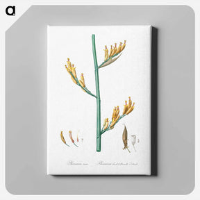 アートパネル-New Zealand flax illustration - ピエール ジョゼフ ルドゥーテ Canvas.