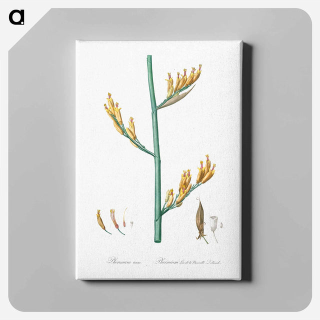 アートパネル-New Zealand flax illustration - ピエール ジョゼフ ルドゥーテ Canvas.