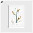 アートポストカード-New Zealand flax illustration - ピエール ジョゼフ ルドゥーテ Postcard.