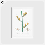 アートポストカード-New Zealand flax illustration - ピエール ジョゼフ ルドゥーテ Postcard.