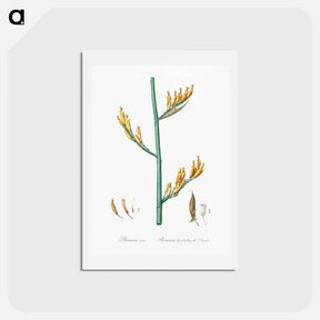 アートポストカード-New Zealand flax illustration - ピエール ジョゼフ ルドゥーテ Postcard.