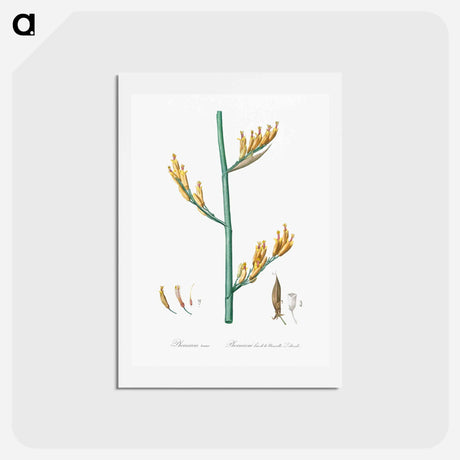 アートポストカード-New Zealand flax illustration - ピエール ジョゼフ ルドゥーテ Postcard.