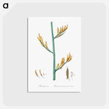 アートポストカード-New Zealand flax illustration - ピエール ジョゼフ ルドゥーテ Postcard.