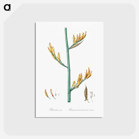 アートポストカード-New Zealand flax illustration - ピエール ジョゼフ ルドゥーテ Postcard.