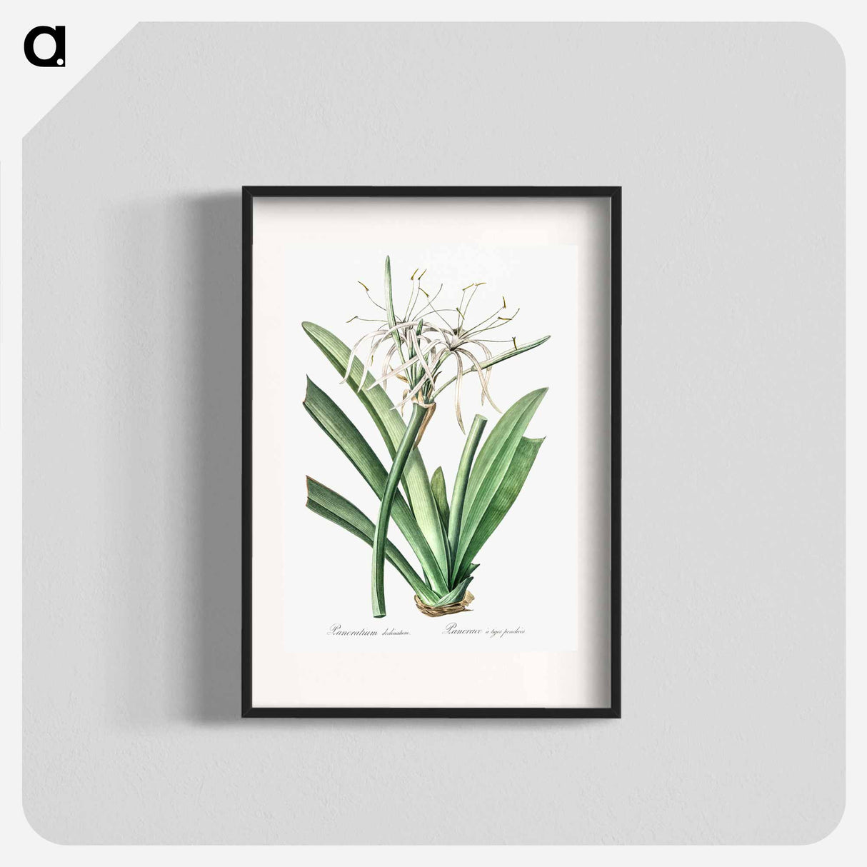Caribbean spider-lily illustration - Pierre Joseph Redouté Poster.