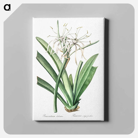 アートパネル-Caribbean spider-lily illustration - ピエール ジョゼフ ルドゥーテ Canvas.