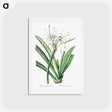 アートポストカード-Caribbean spider-lily illustration - ピエール ジョゼフ ルドゥーテ Postcard.