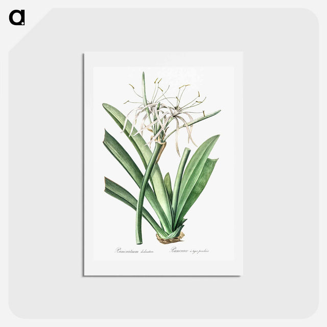 アートポストカード-Caribbean spider-lily illustration - ピエール ジョゼフ ルドゥーテ Postcard.