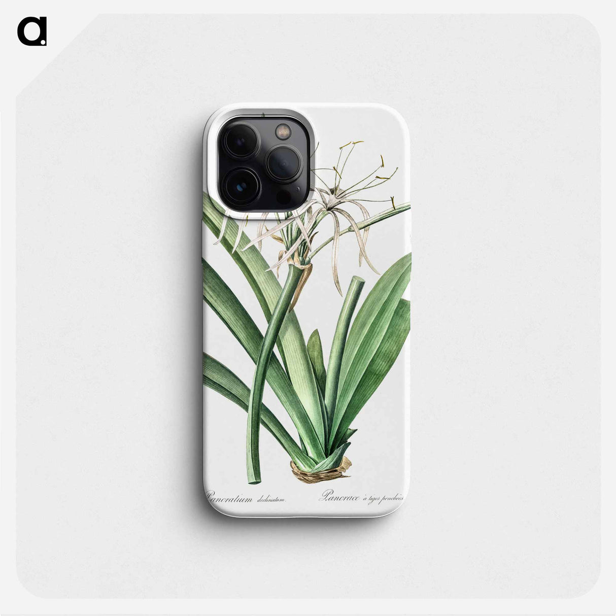 Caribbean spider-lily illustration - ピエール ジョゼフ ルドゥーテ Phone Case.