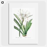 Caribbean spider-lily illustration - Pierre Joseph Redouté Poster.