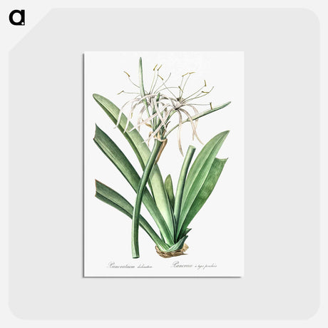 アートポストカード-Caribbean spider-lily illustration - ピエール ジョゼフ ルドゥーテ Postcard.