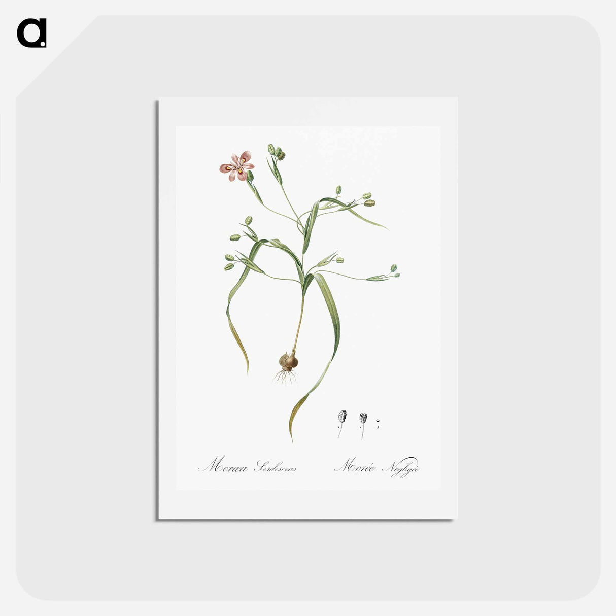 アートポストカード-Moraea sordescens - ピエール ジョゼフ ルドゥーテ Postcard.