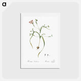 アートポストカード-Moraea sordescens - ピエール ジョゼフ ルドゥーテ Postcard.