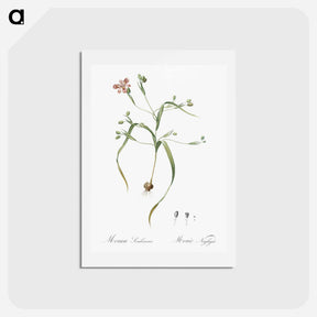 アートポストカード-Moraea sordescens - ピエール ジョゼフ ルドゥーテ Postcard.