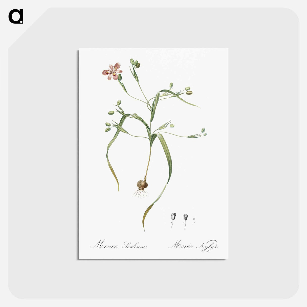 アートポストカード-Moraea sordescens - ピエール ジョゼフ ルドゥーテ Postcard.