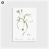 アートポストカード-Moraea sordescens - ピエール ジョゼフ ルドゥーテ Postcard.