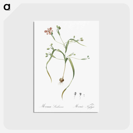 アートポストカード-Moraea sordescens - ピエール ジョゼフ ルドゥーテ Postcard.