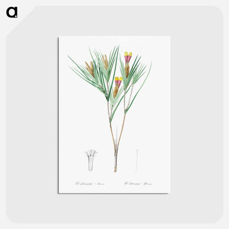 アートポストカード-Witsenia maura illustration from Les liliacées - ピエール ジョゼフ ルドゥーテ Postcard.