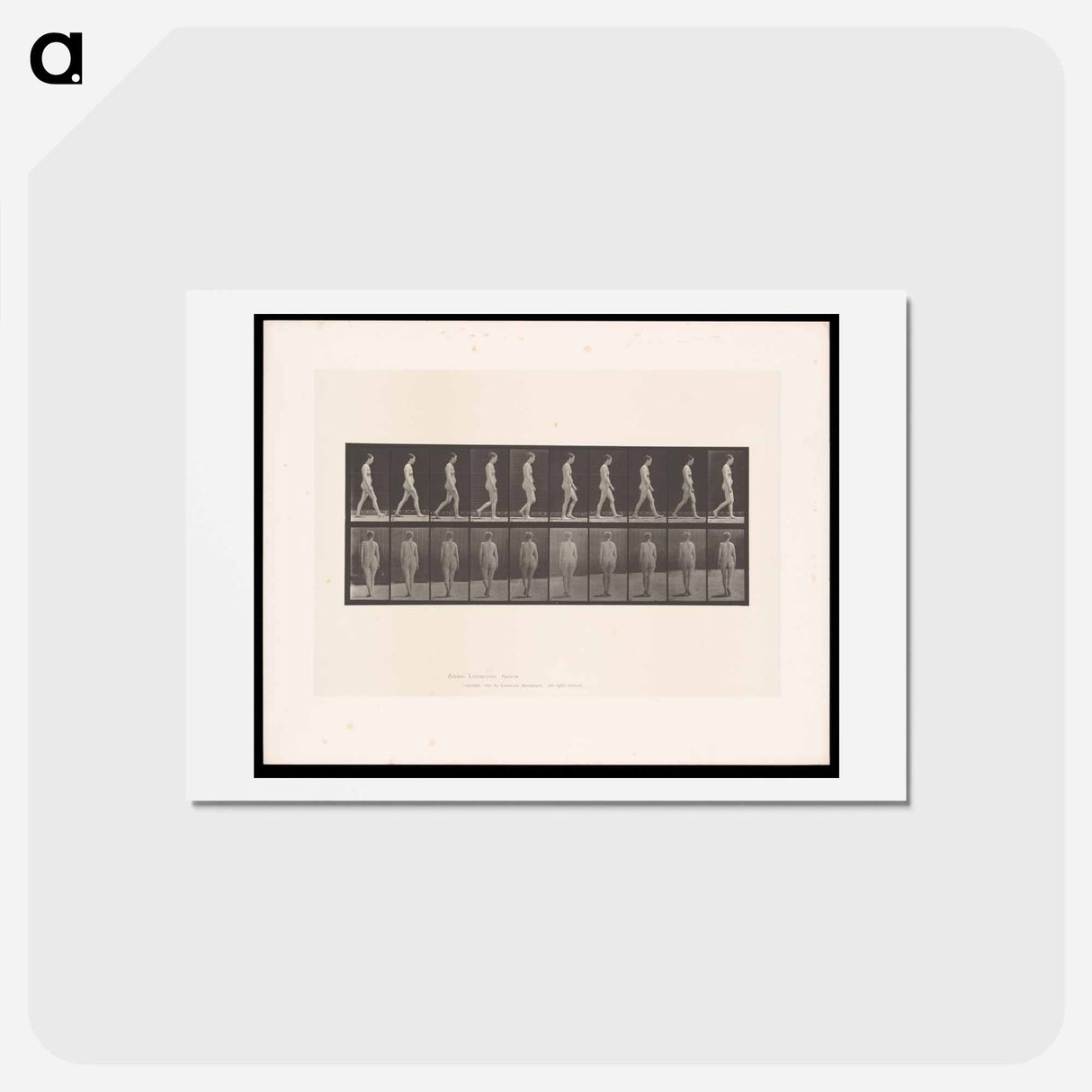 アートポストカード-Naked Woman Walking
 - エドワード マイブリッジ Postcard.