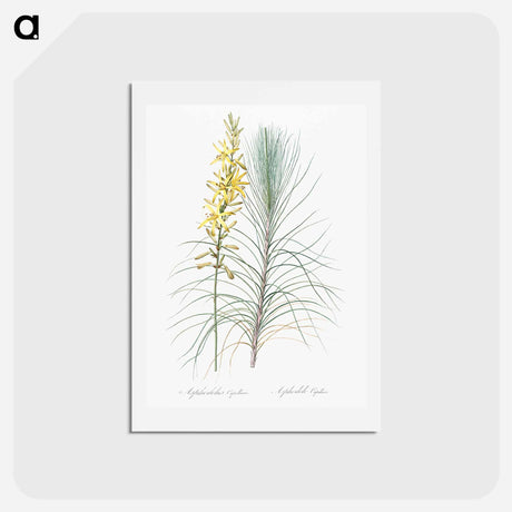 アートポストカード-Jacob's rod illustration - ピエール ジョゼフ ルドゥーテ Postcard.