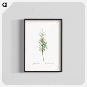 アートポスター-Aloe yucca illustration - ピエール ジョゼフ ルドゥーテ Poster.