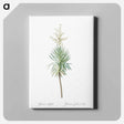 アートパネル-Aloe yucca illustration - ピエール ジョゼフ ルドゥーテ Canvas.