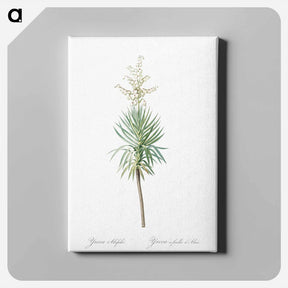 アートパネル-Aloe yucca illustration - ピエール ジョゼフ ルドゥーテ Canvas.