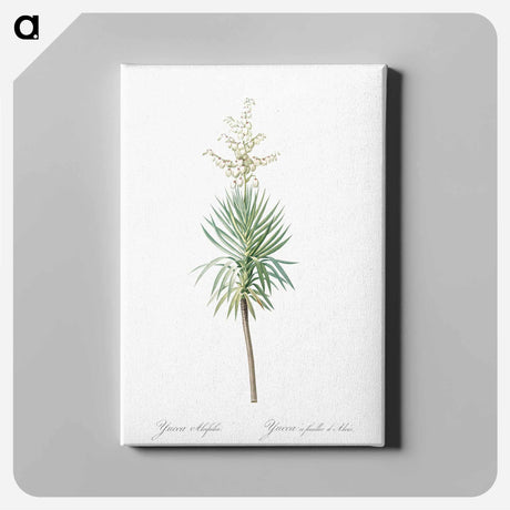アートパネル-Aloe yucca illustration - ピエール ジョゼフ ルドゥーテ Canvas.
