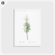 アートポストカード-Aloe yucca illustration - ピエール ジョゼフ ルドゥーテ Postcard.