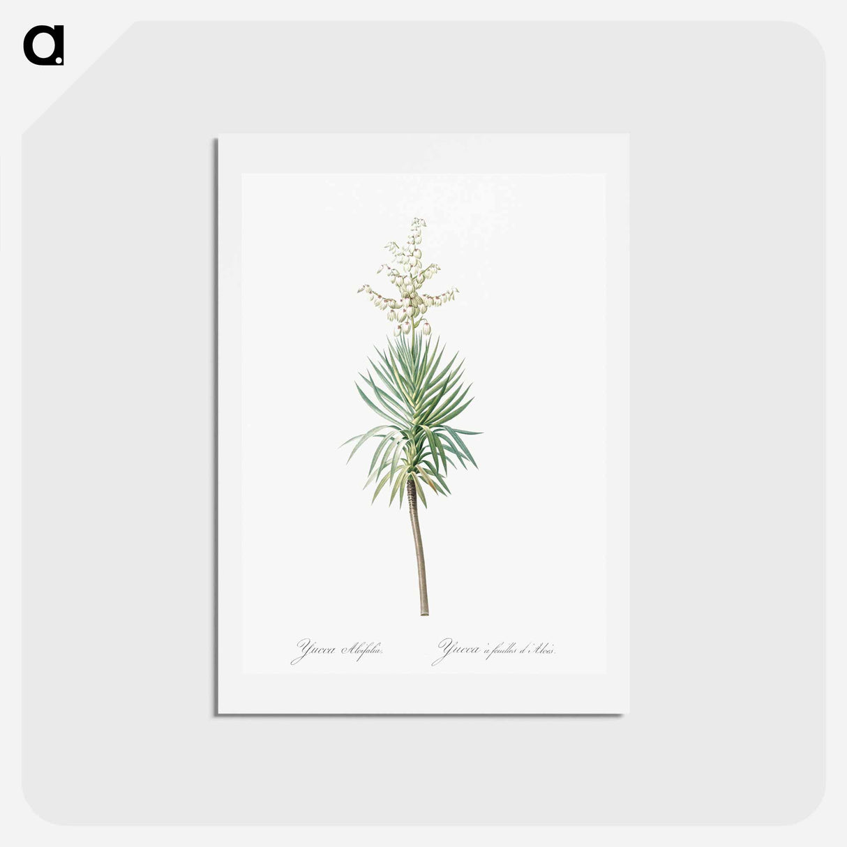アートポストカード-Aloe yucca illustration - ピエール ジョゼフ ルドゥーテ Postcard.