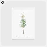 アートポストカード-Aloe yucca illustration - ピエール ジョゼフ ルドゥーテ Postcard.
