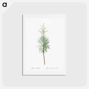 アートポストカード-Aloe yucca illustration - ピエール ジョゼフ ルドゥーテ Postcard.