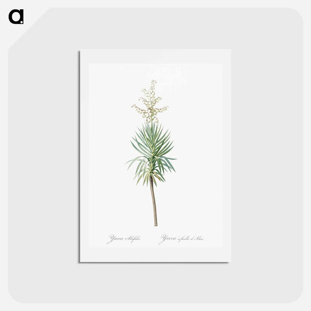アートポストカード-Aloe yucca illustration - ピエール ジョゼフ ルドゥーテ Postcard.