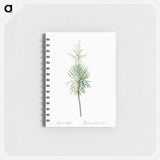 Aloe yucca illustration - ピエール ジョゼフ ルドゥーテ Memo.