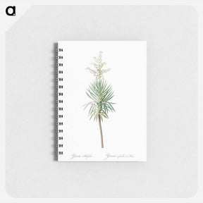 アートメモ帳-Aloe yucca illustration - ピエール ジョゼフ ルドゥーテ Memo.