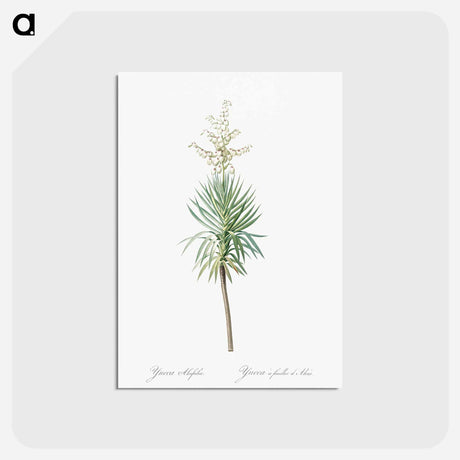 アートポストカード-Aloe yucca illustration - ピエール ジョゼフ ルドゥーテ Postcard.
