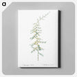 アートパネル-Asparagus horridus - ピエール ジョゼフ ルドゥーテ Canvas.
